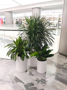 惊！海曙绿化修剪背后竟藏着这些秘密